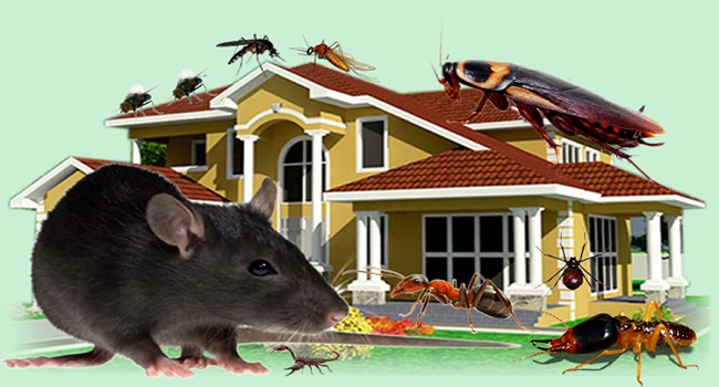 Rodent control services