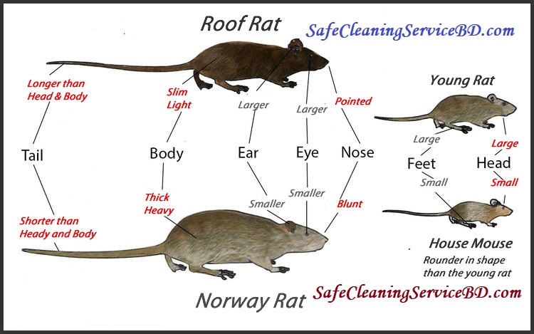 Types of rodent control